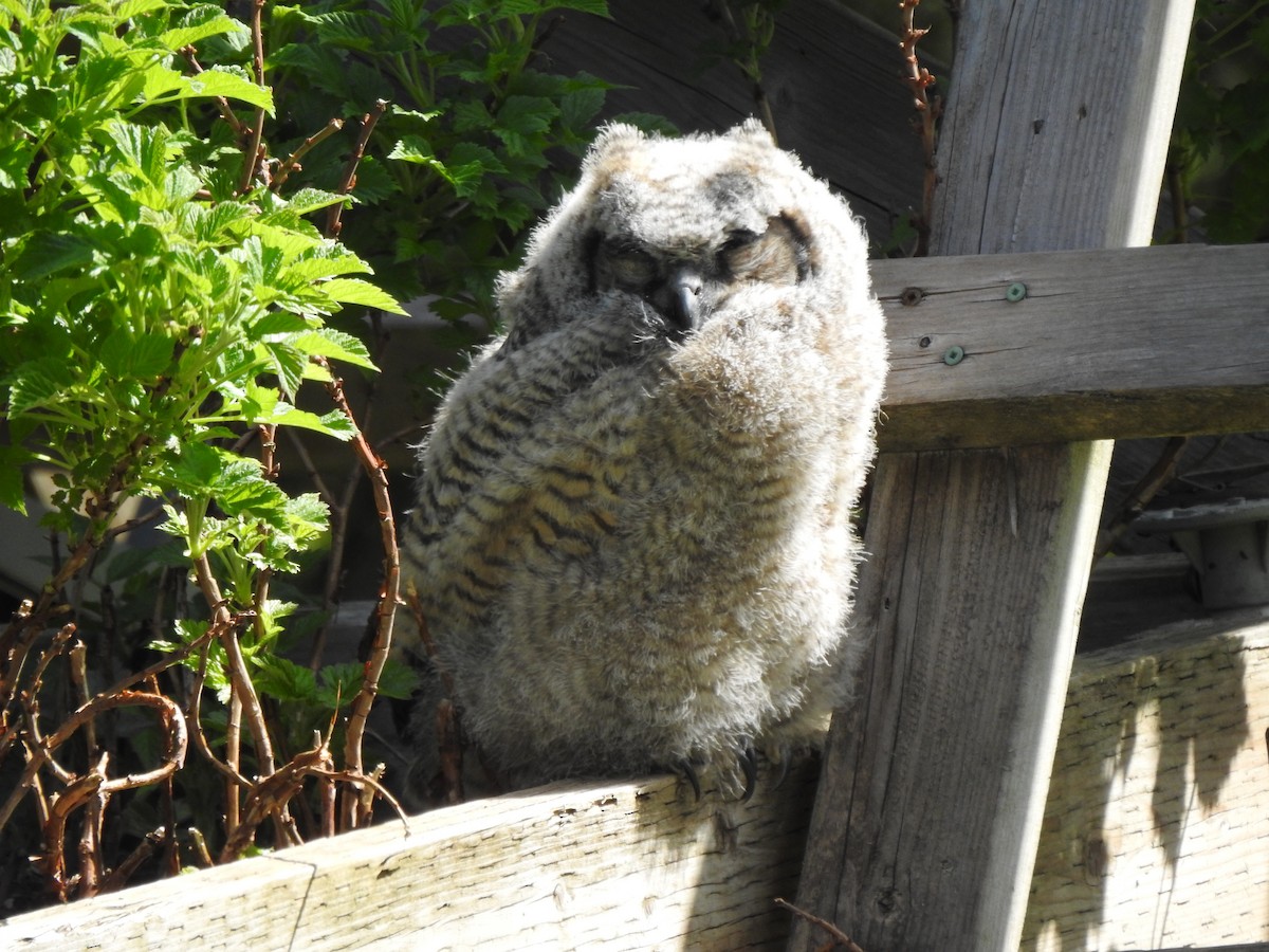 Great Horned Owl - ML233487851