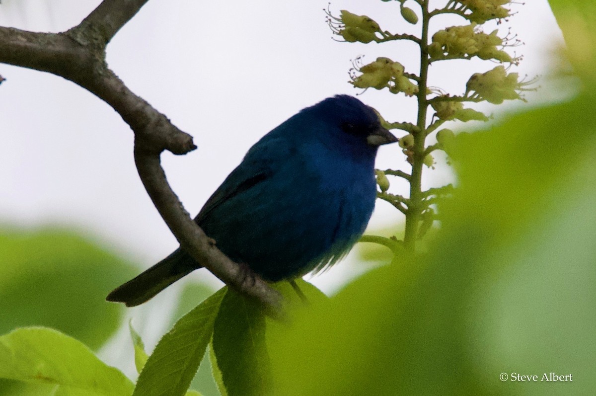 Passerin indigo - ML233488371