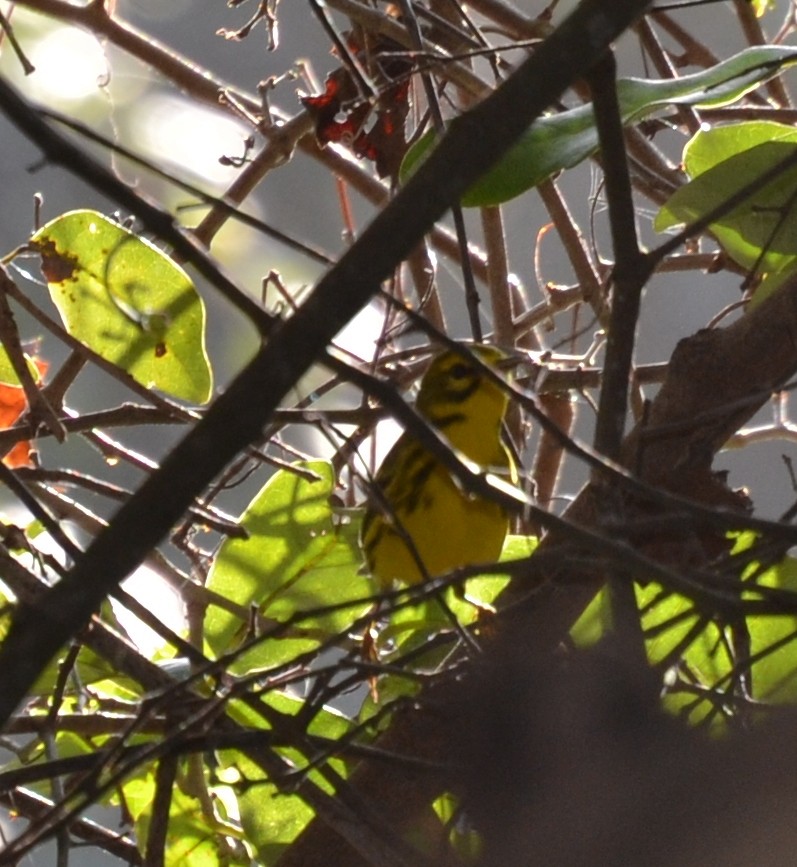 Prairie Warbler - Joseph Kurtz