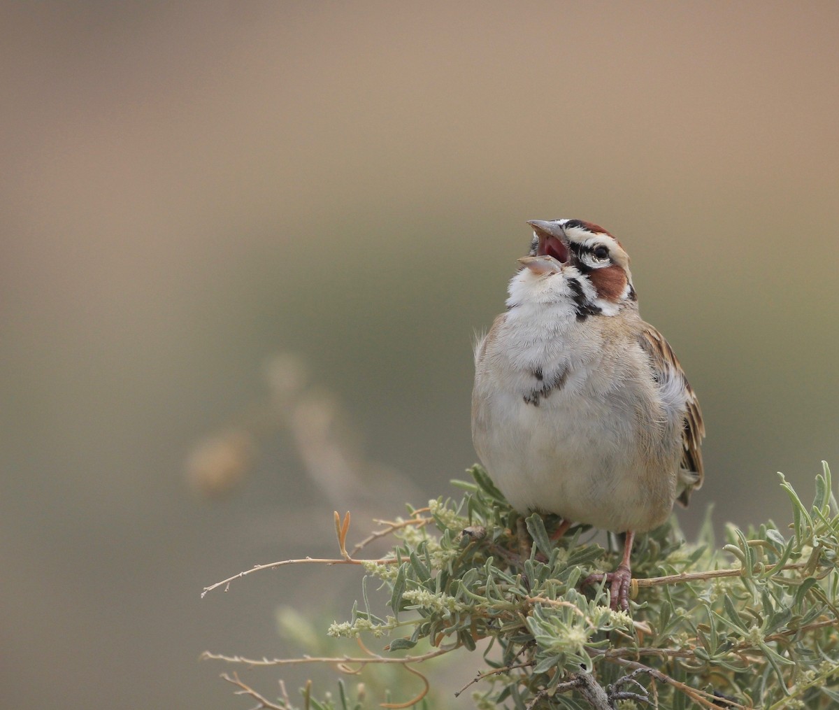 Lark Sparrow - ML233490501