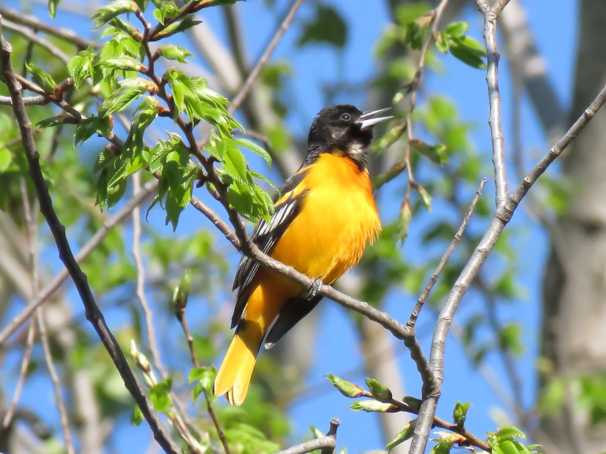 Baltimore Oriole - Bud Noble