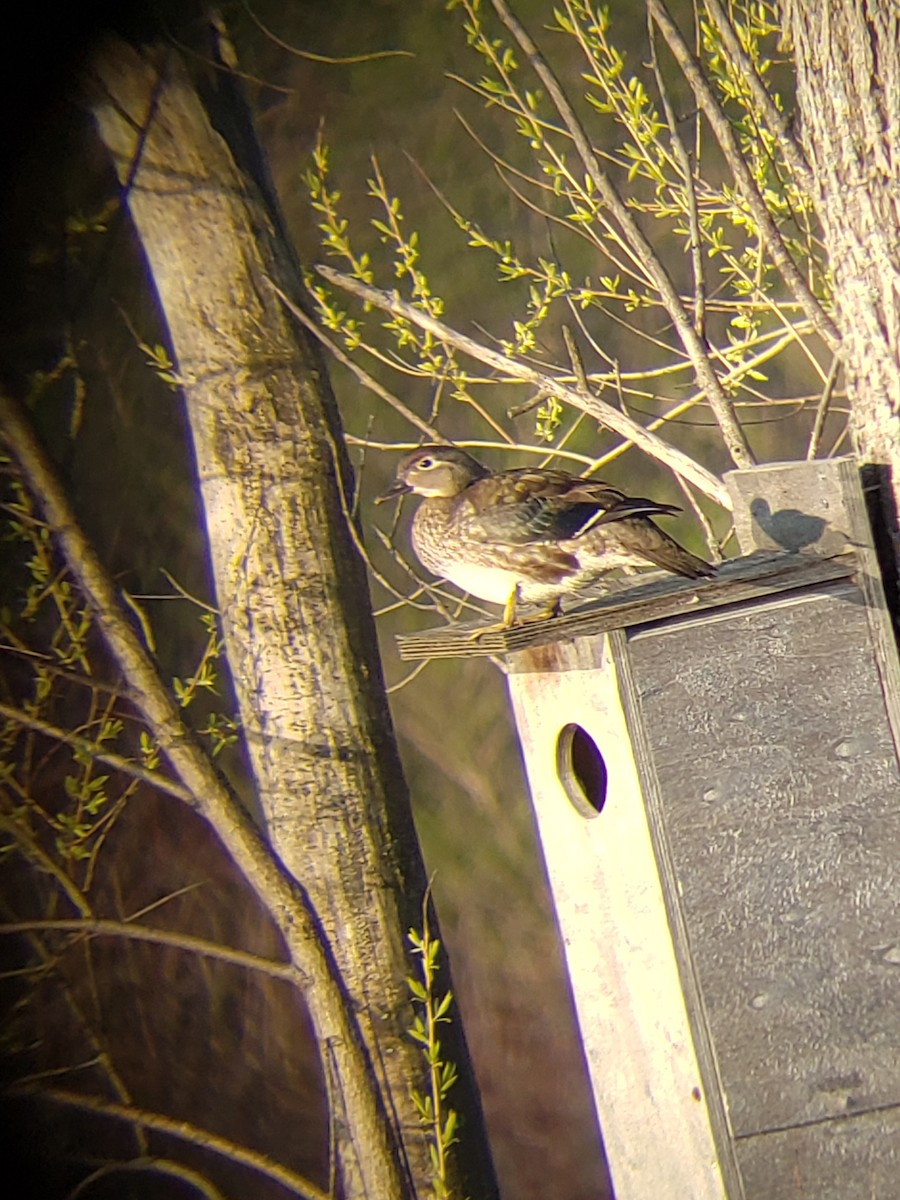 Wood Duck - ML233492381