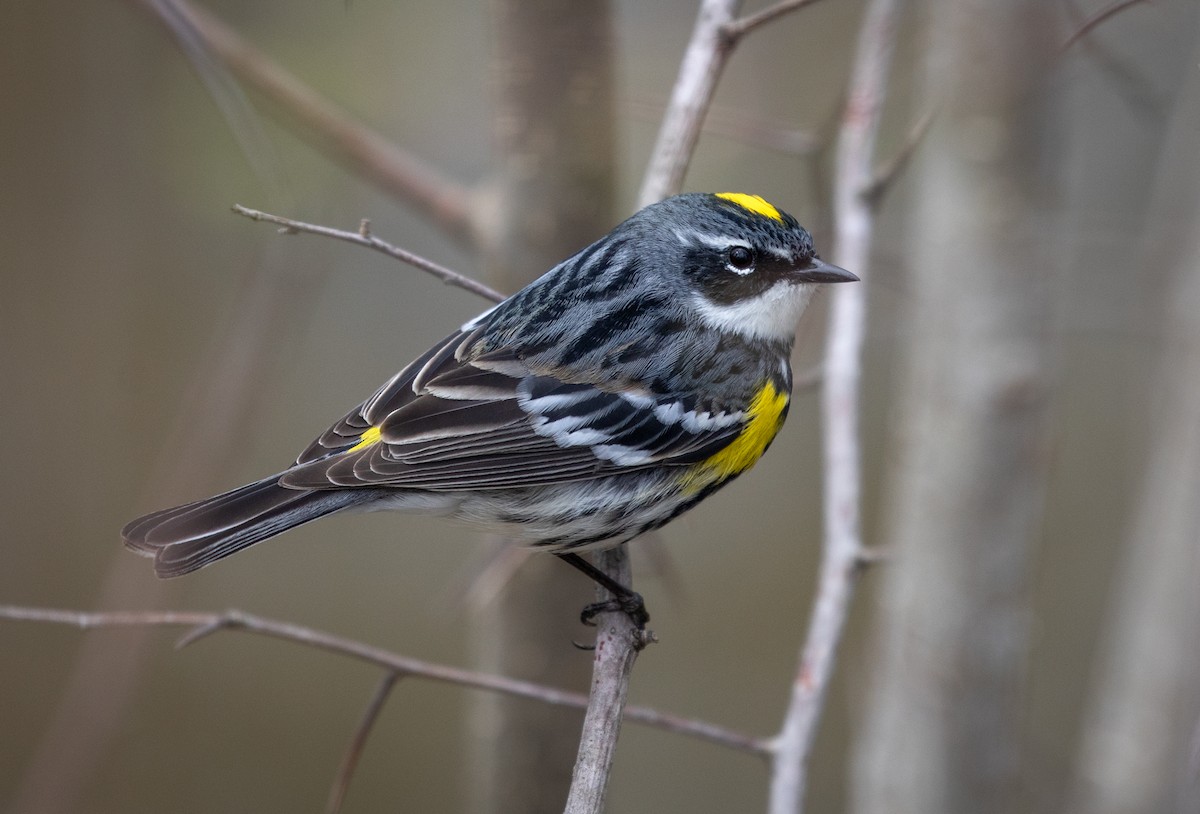 Yellow-rumped Warbler - ML233492921