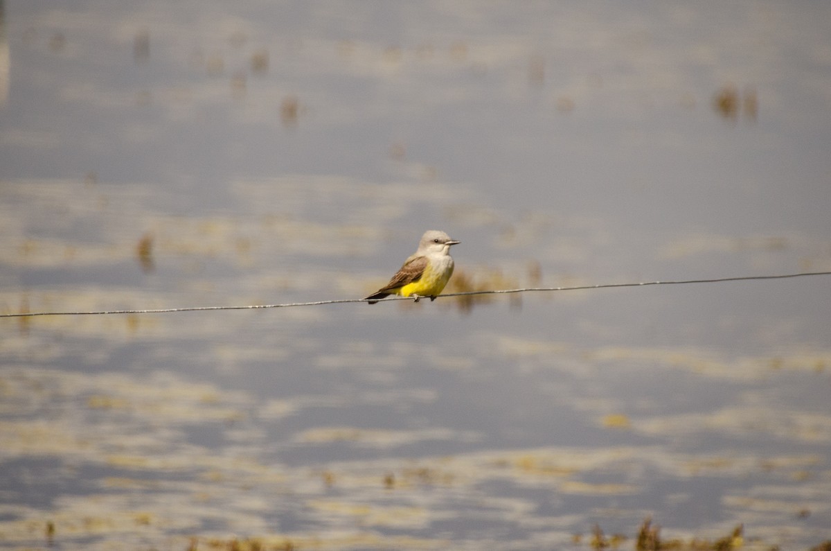 Western Kingbird - ML233494091