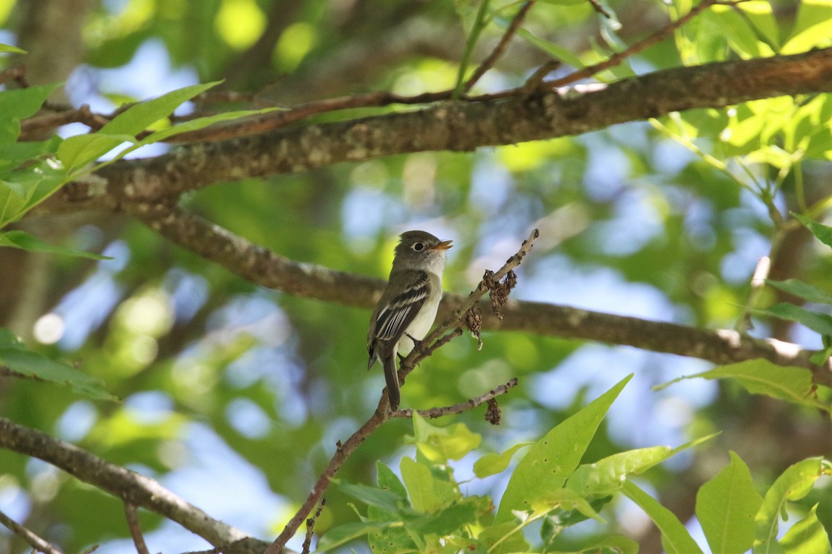 Least Flycatcher - ML233497201