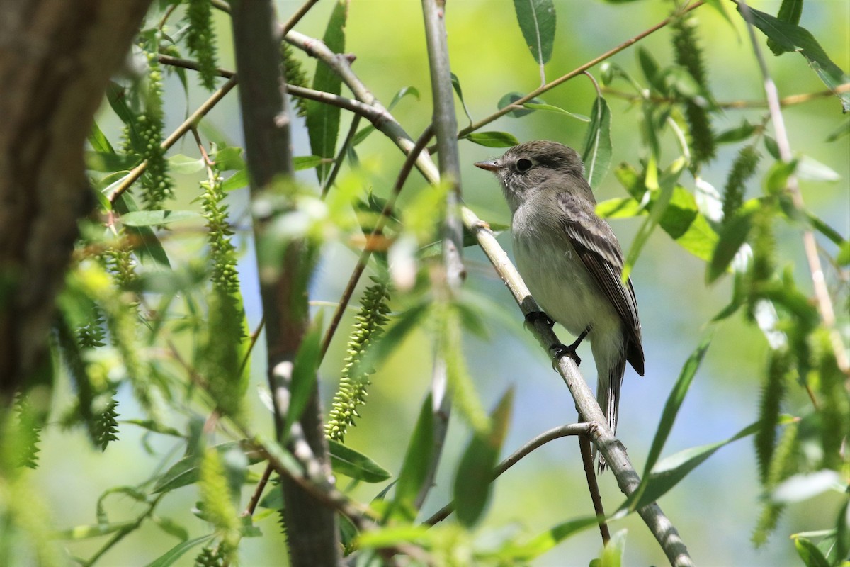 Least Flycatcher - ML233497231