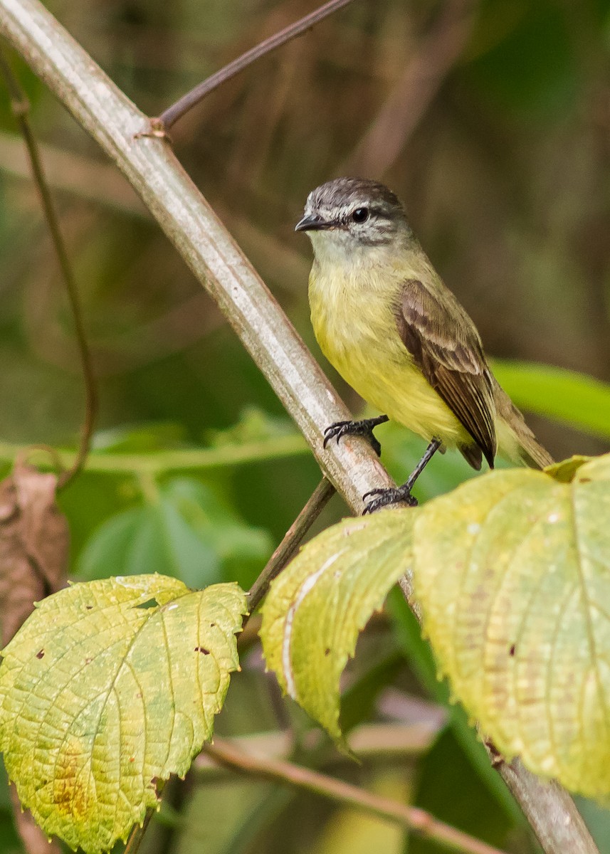 Sooty-headed Tyrannulet - ML233499451