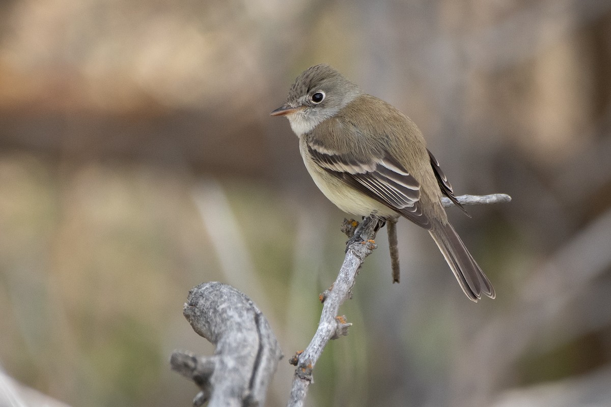 Least Flycatcher - ML233499811