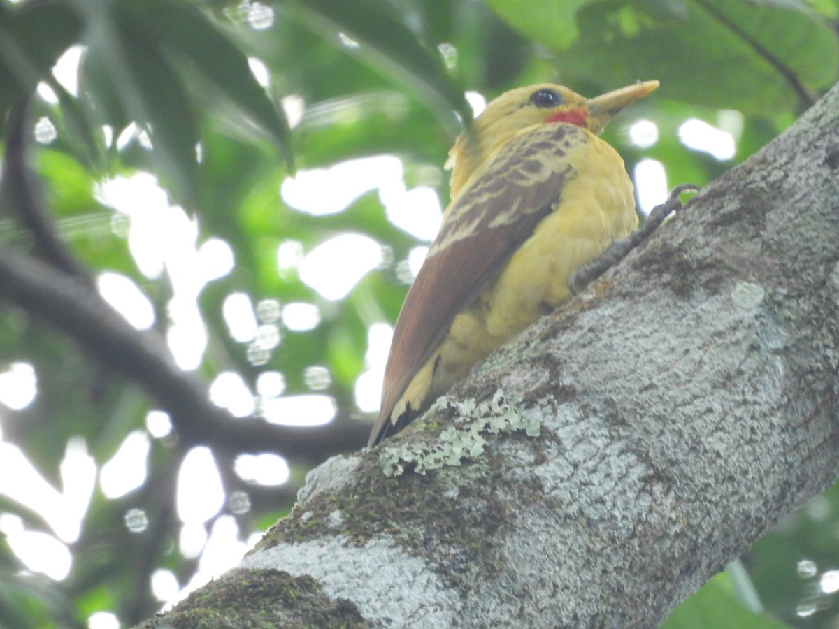 Cream-colored Woodpecker - Javier Francisco  Parra