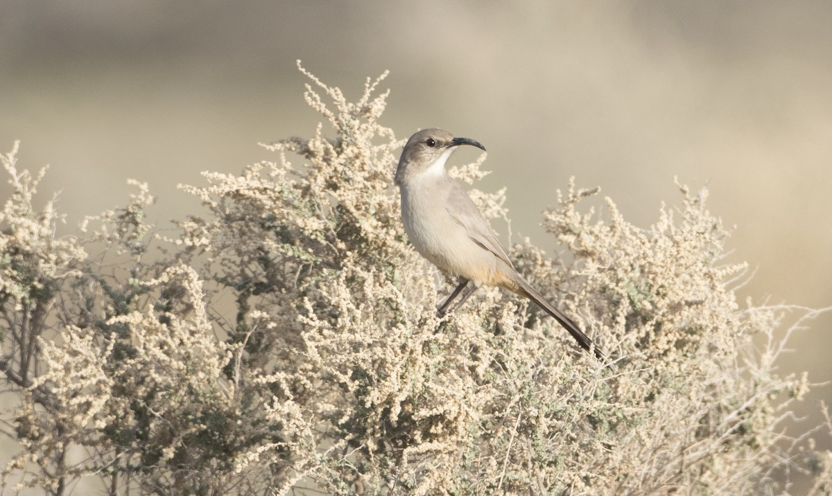 LeConte's Thrasher - Brian Sullivan