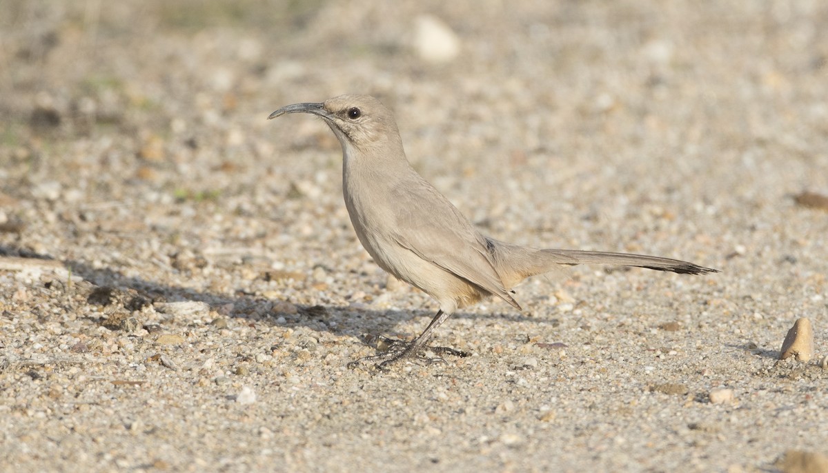 LeConte's Thrasher - ML23350071