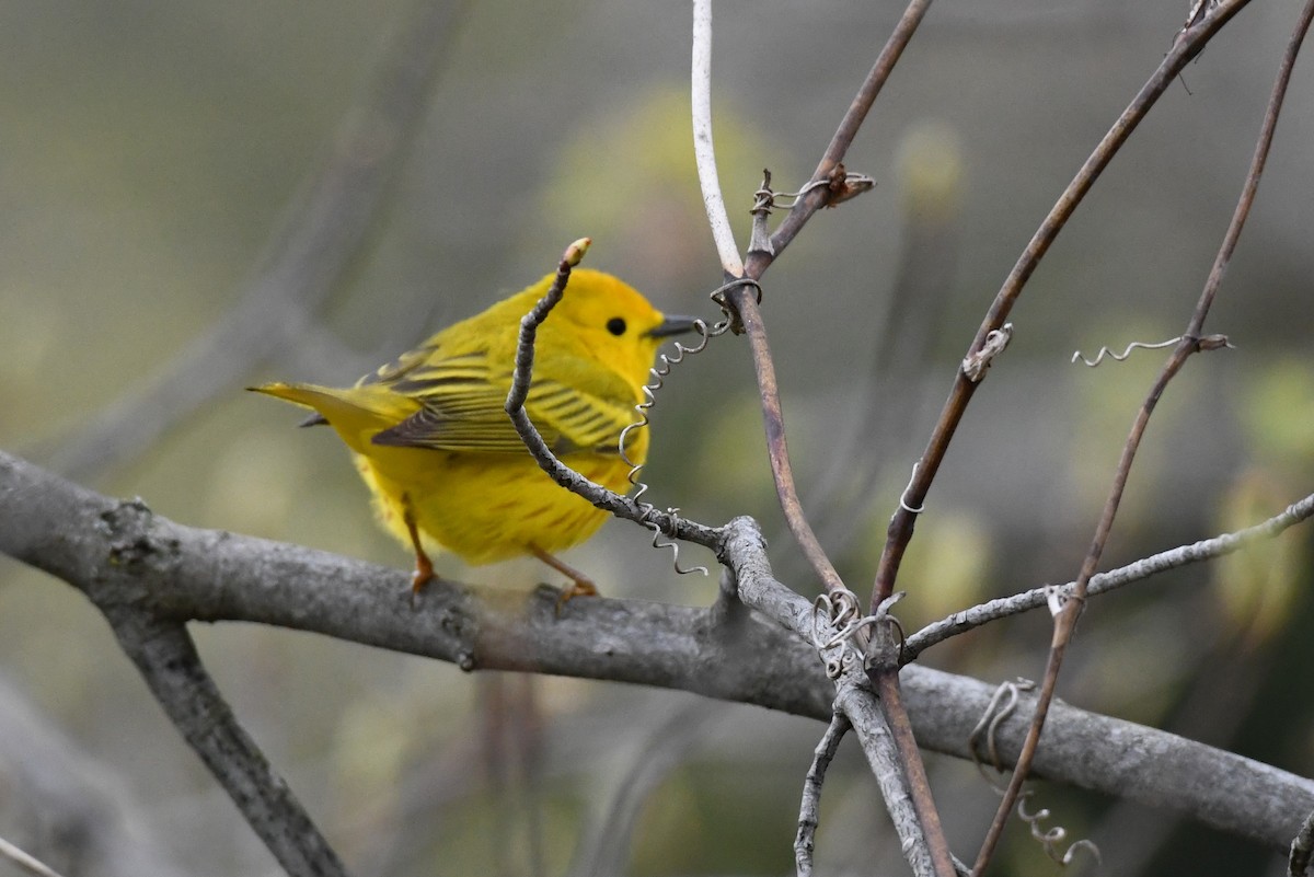 Yellow Warbler (Northern) - ML233500831