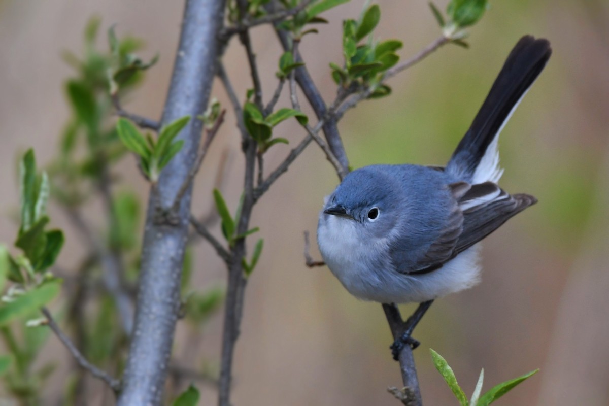 Blue-gray Gnatcatcher - ML233500891