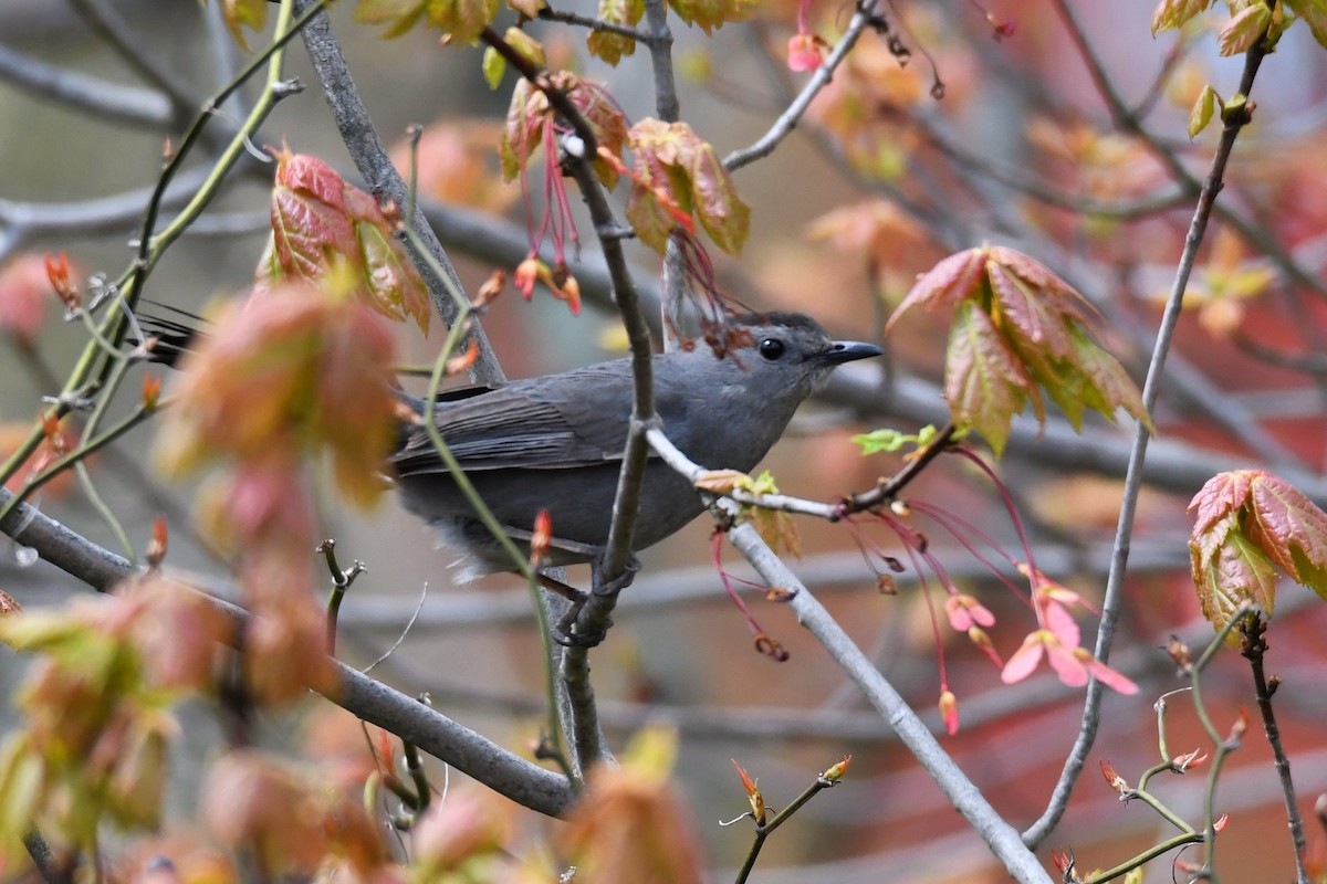 Gray Catbird - ML233500921