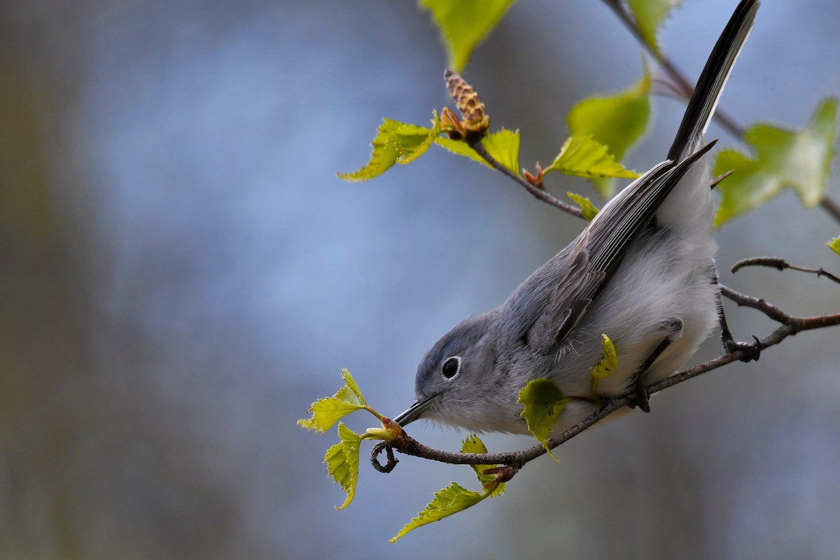 Blue-gray Gnatcatcher - ML233501041