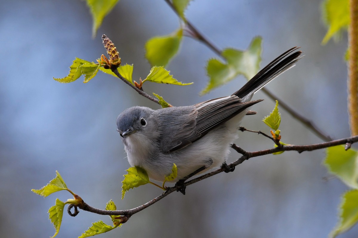 Blue-gray Gnatcatcher - ML233501061