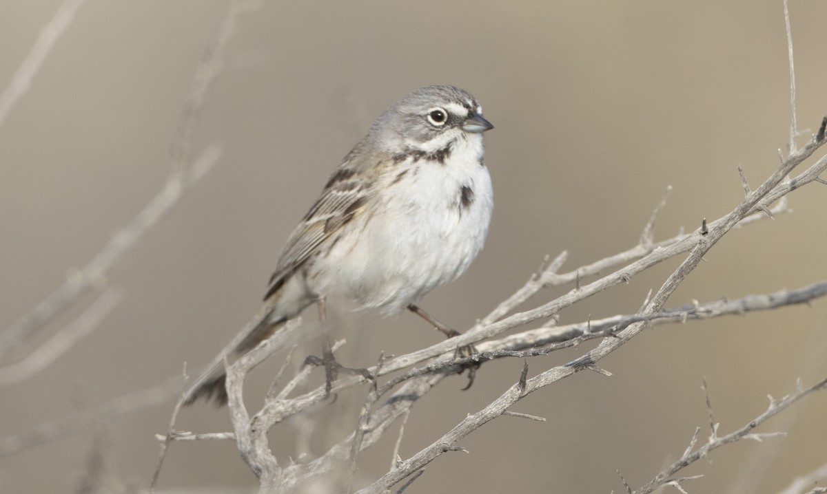 Bell's Sparrow - ML23350231