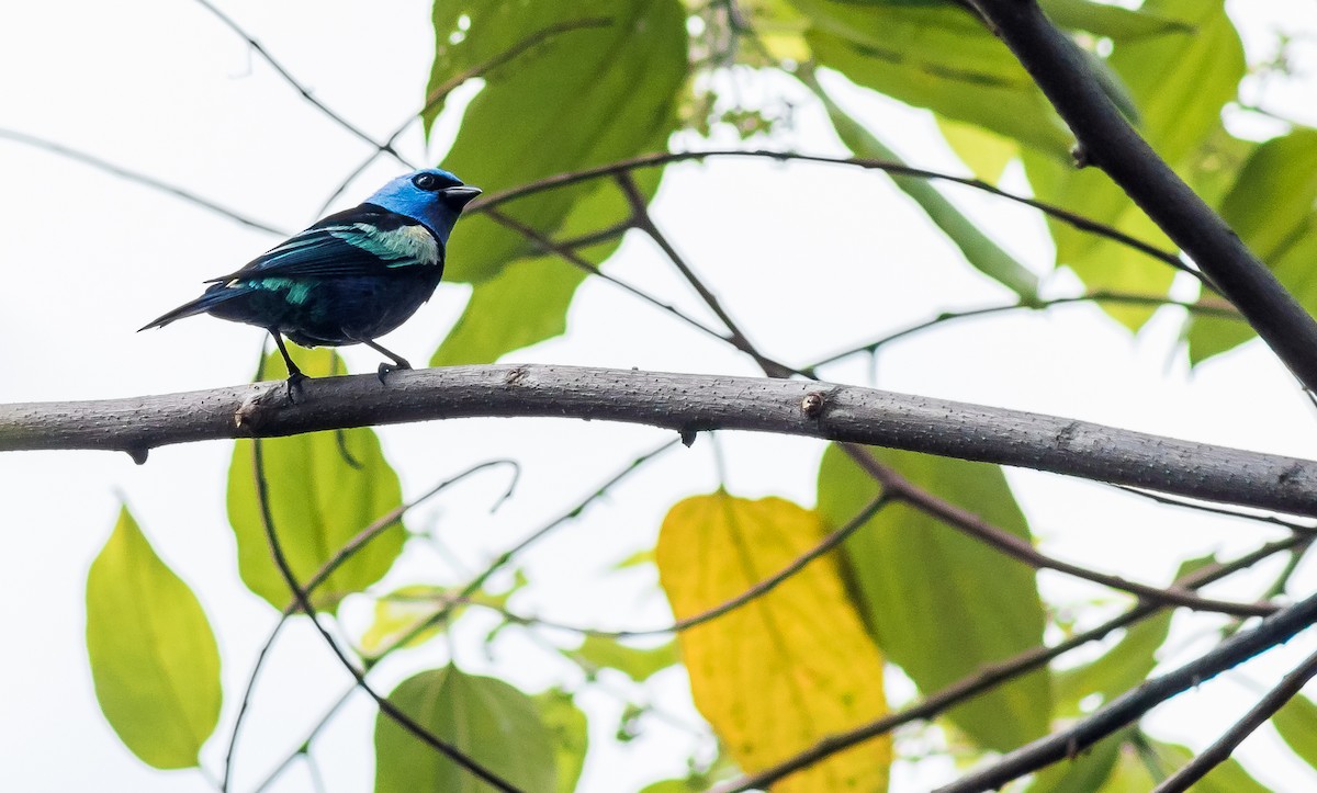 Blue-necked Tanager - ML233502311