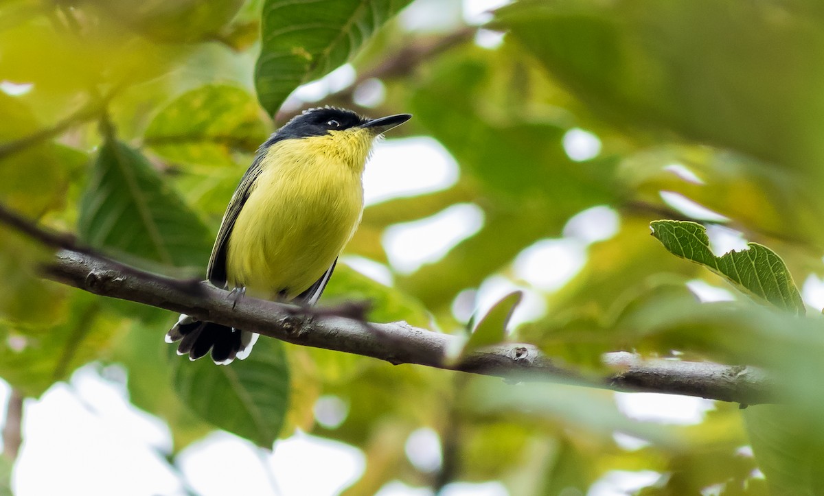 Common Tody-Flycatcher - ML233502711