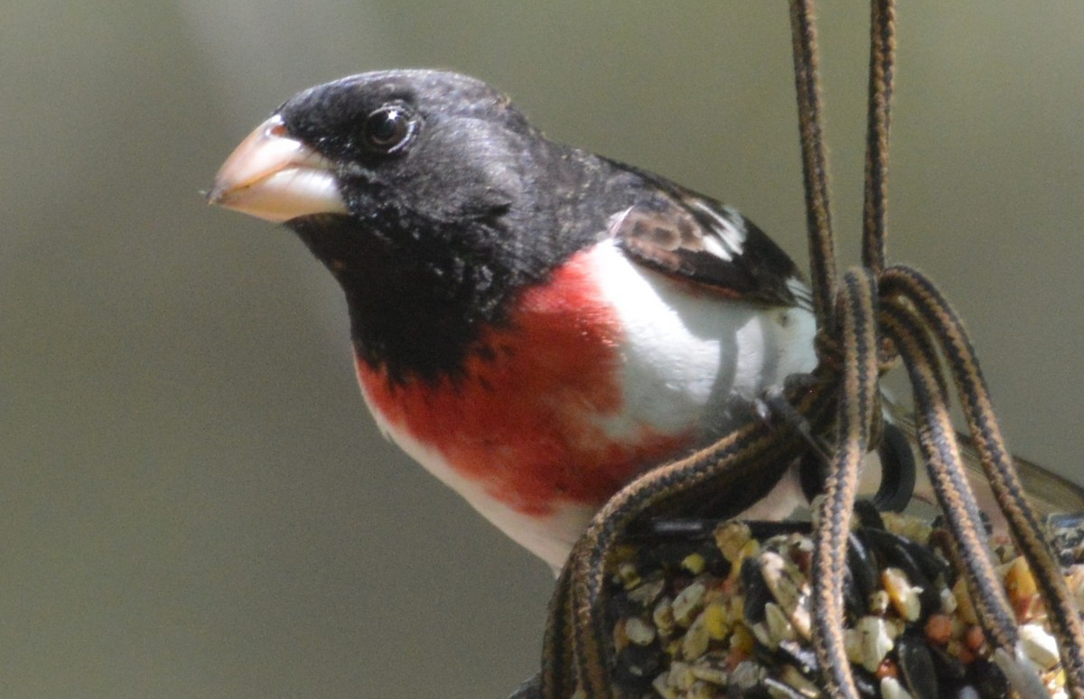 Rose-breasted Grosbeak - Nick Worth