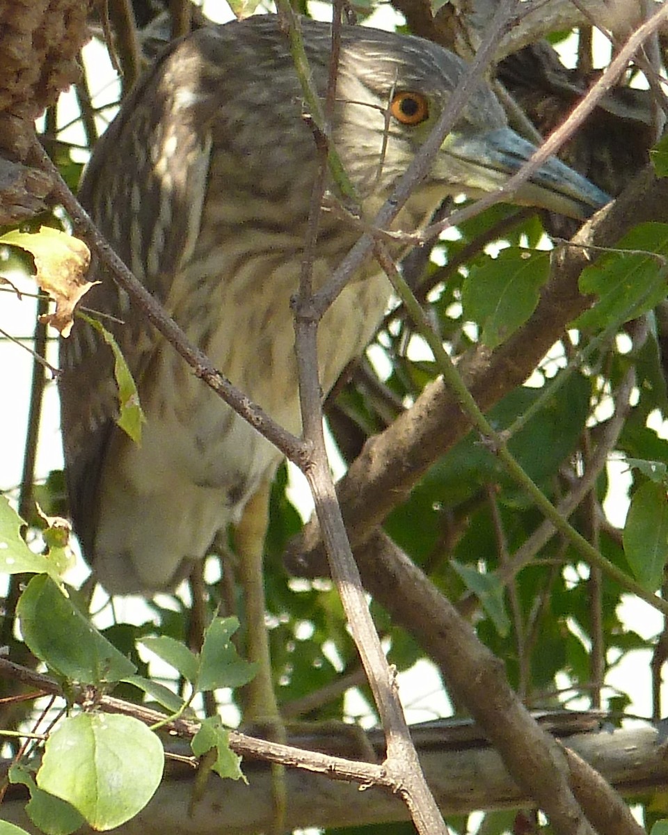 Squacco Heron - ML233505521