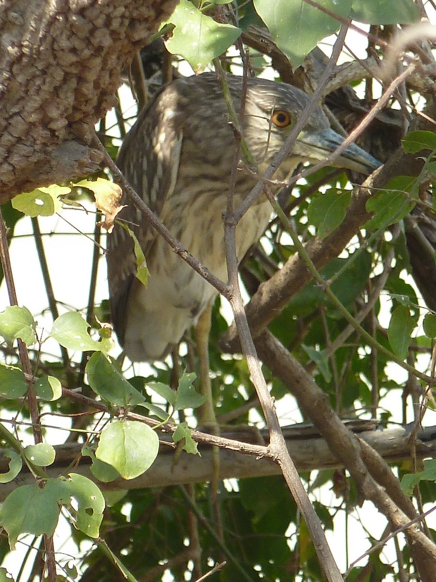 Squacco Heron - ML233505601