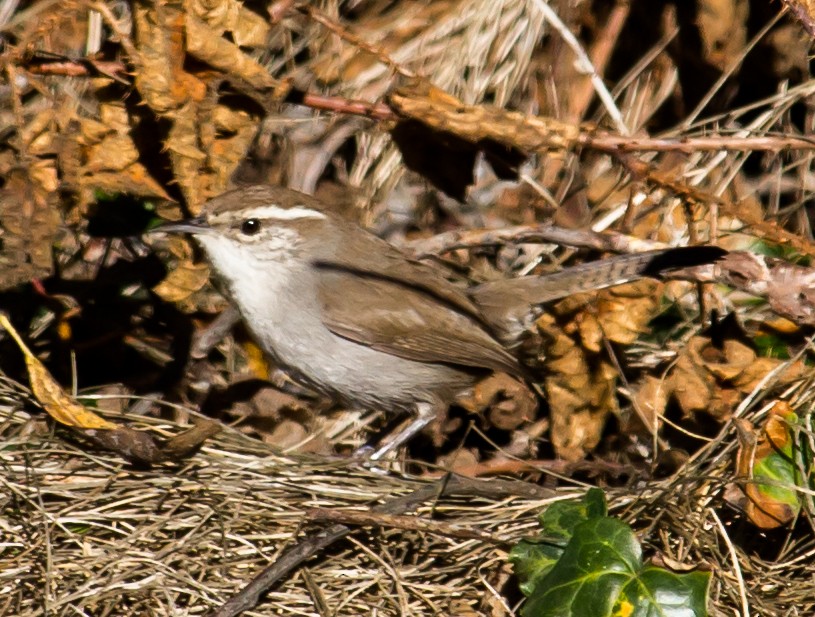 Troglodyte de Bewick (groupe spilurus) - ML23350771