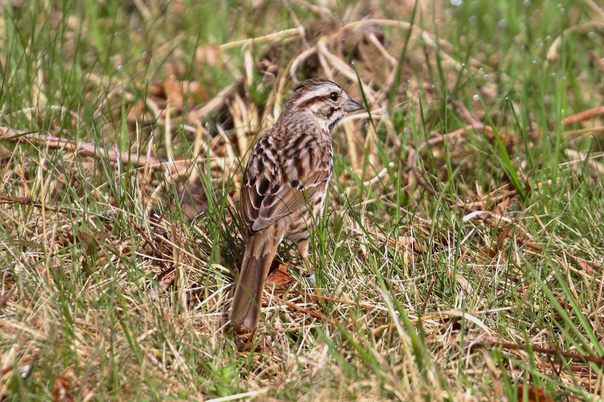 Song Sparrow - ML233508141