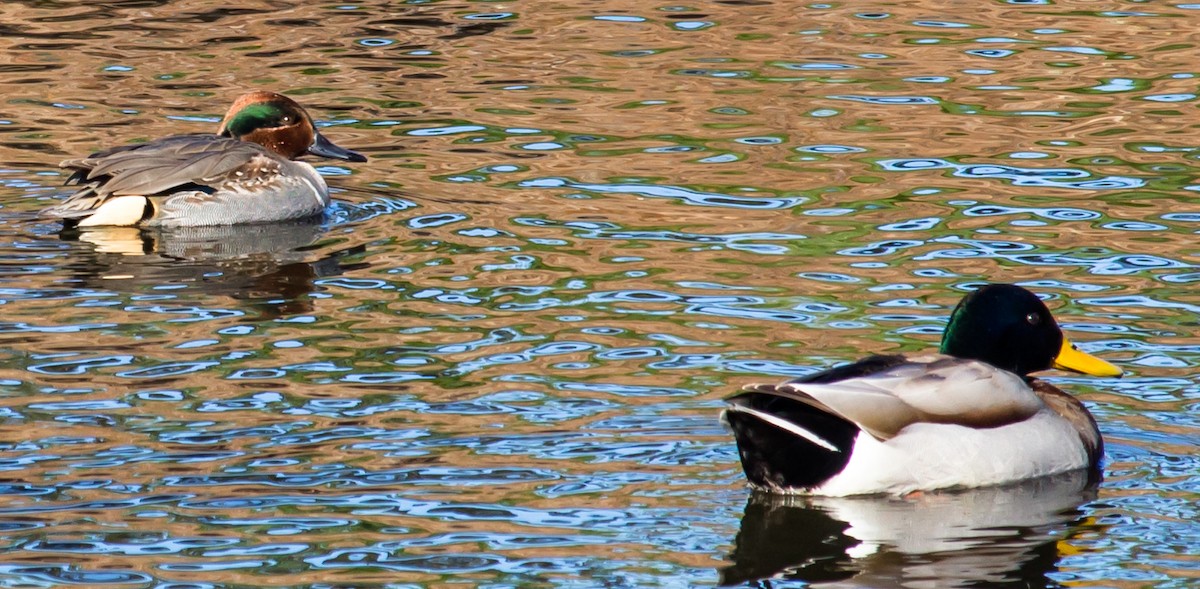 Canard colvert - ML23350881