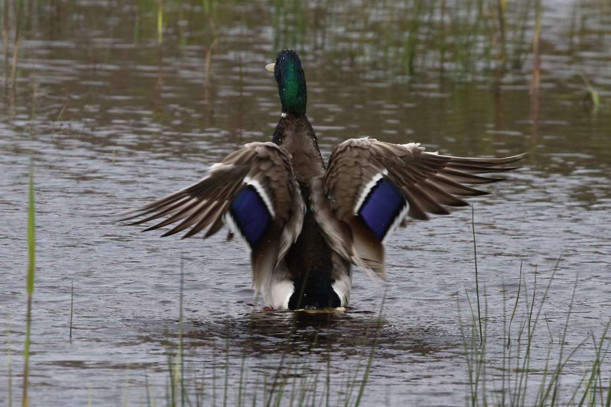 Mallard - ML233509151