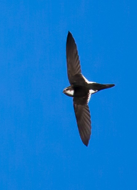 White-throated Swift - ML23350921