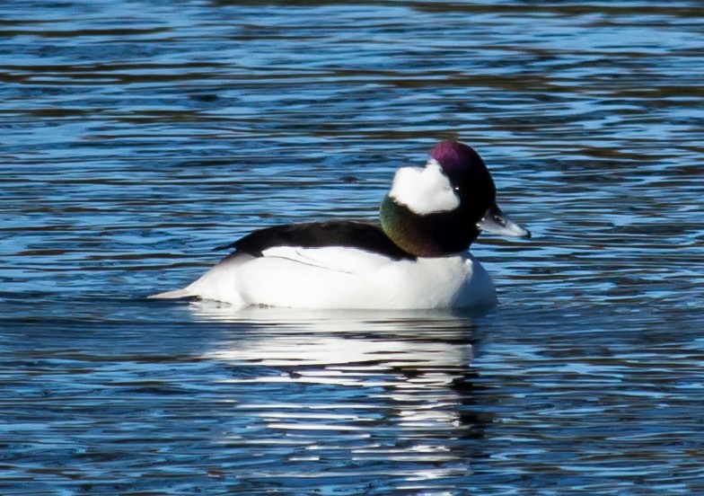 Bufflehead - Carole Rose