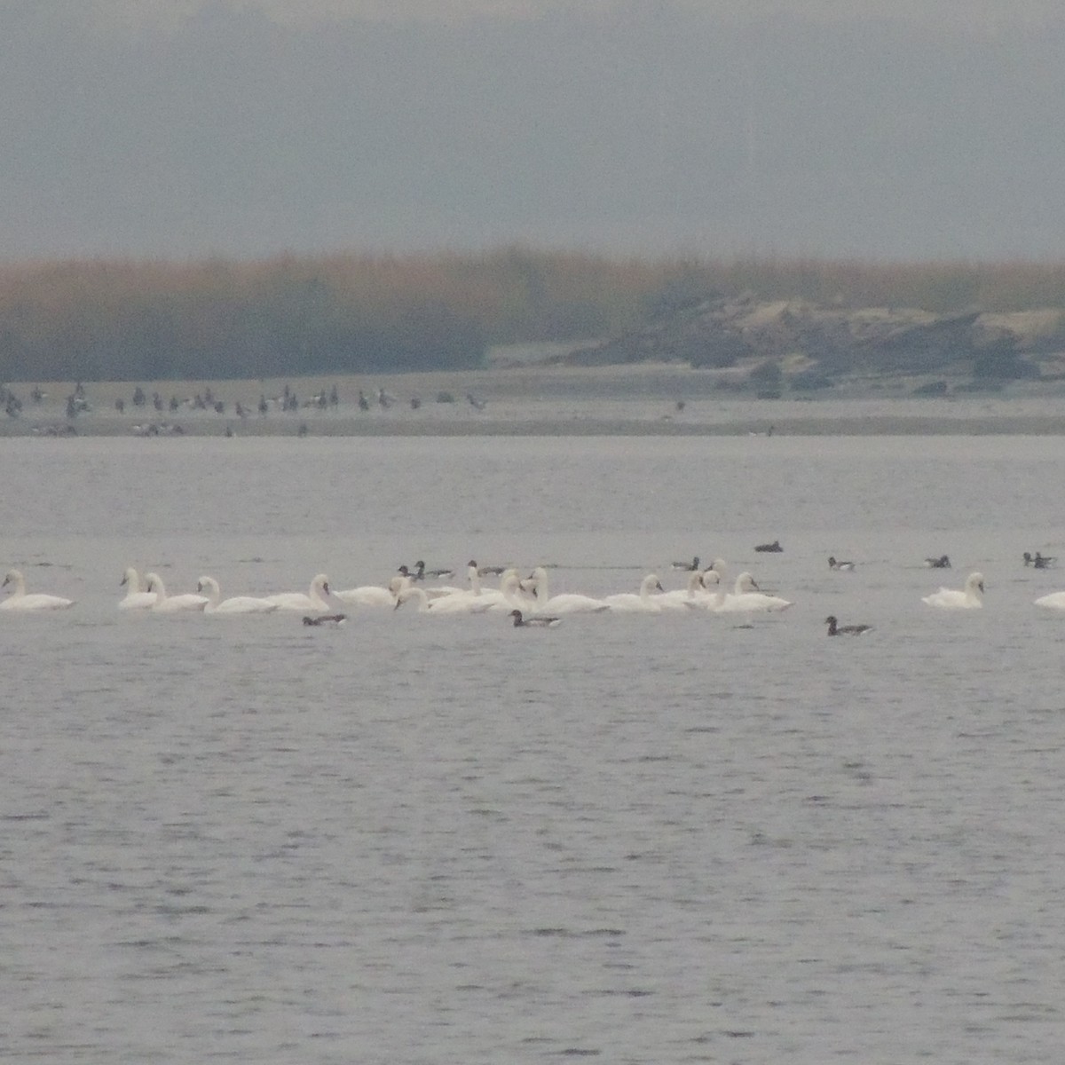 Tundra Swan - ML23351121