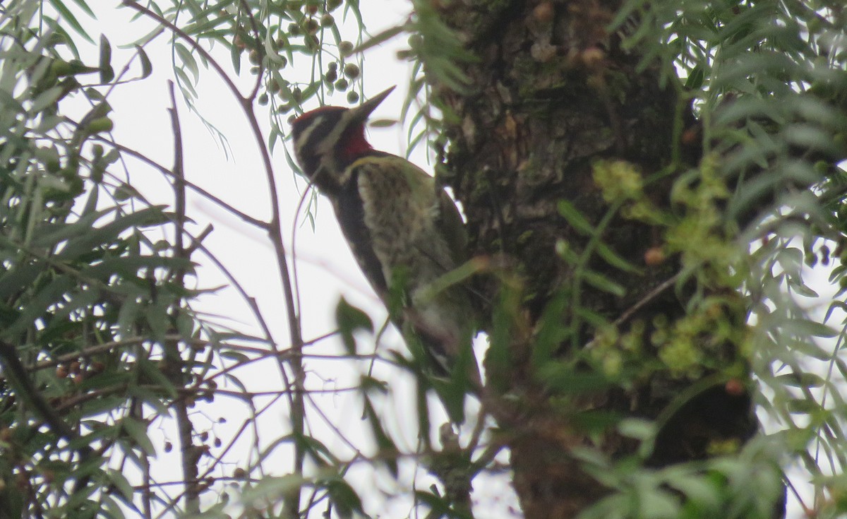 Yellow-bellied Sapsucker - ML23351321