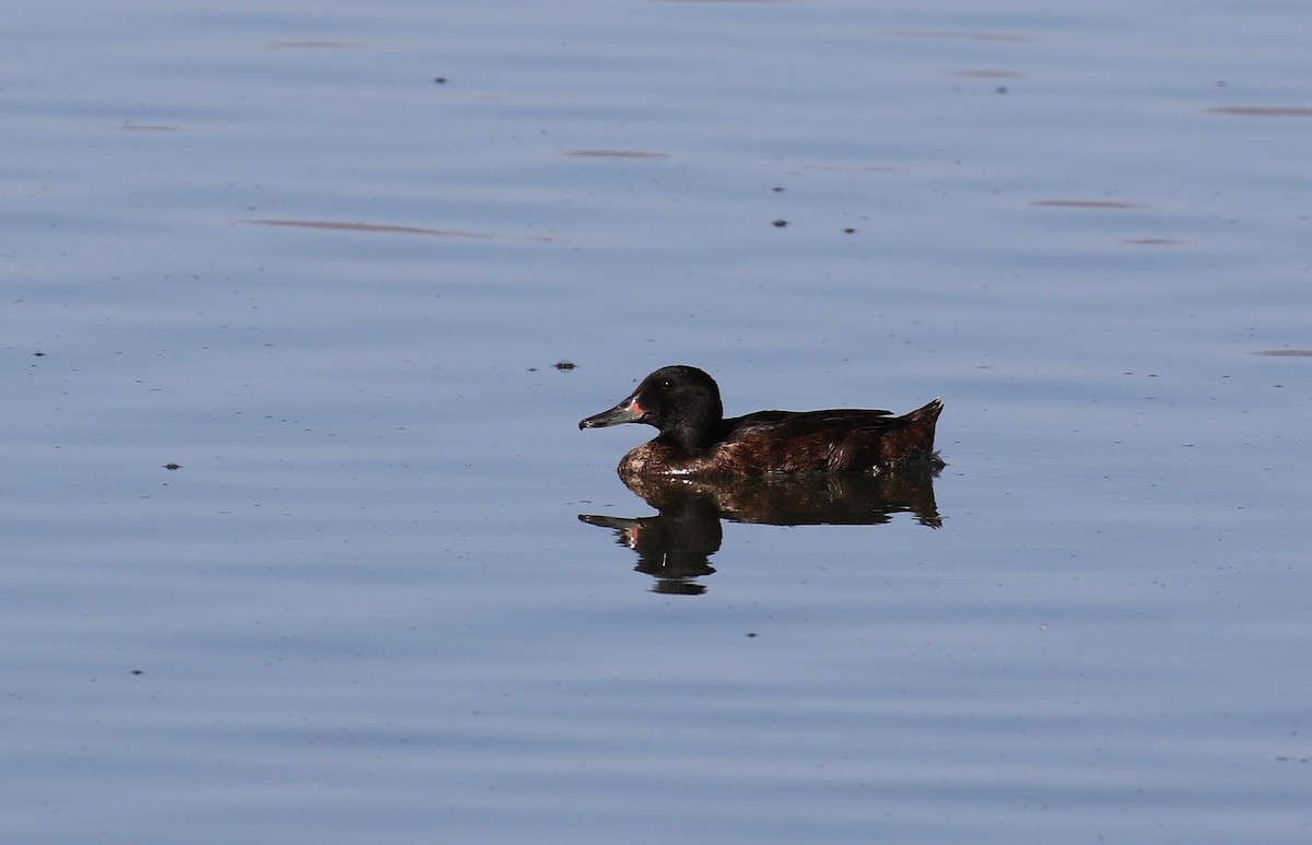 Black-headed Duck - ML233513621