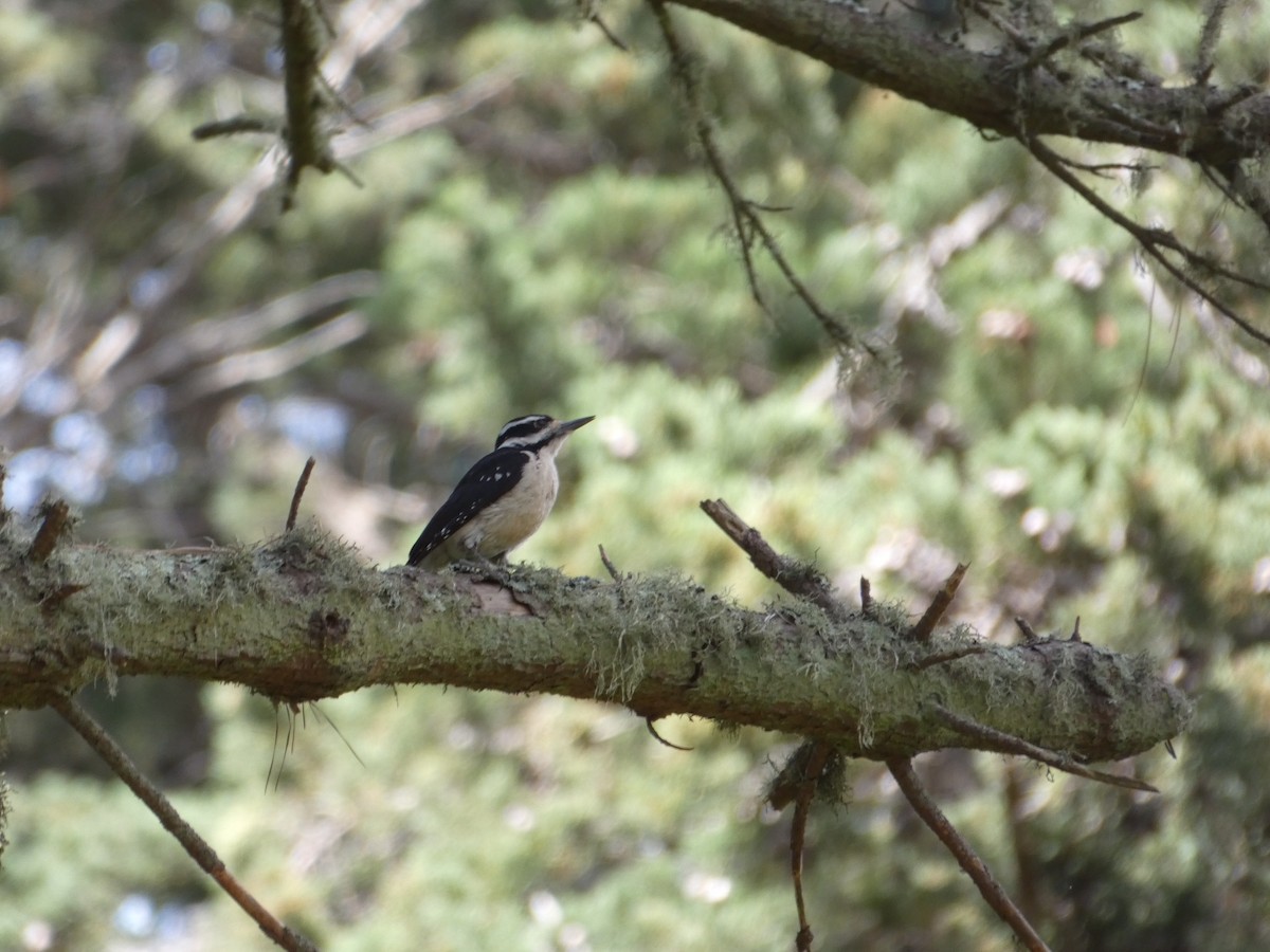 Hairy Woodpecker - ML233513941