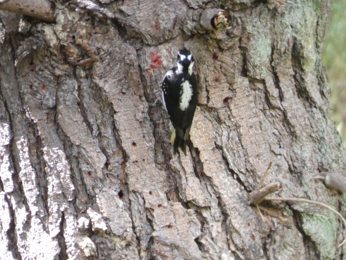 Hairy Woodpecker - ML233514021