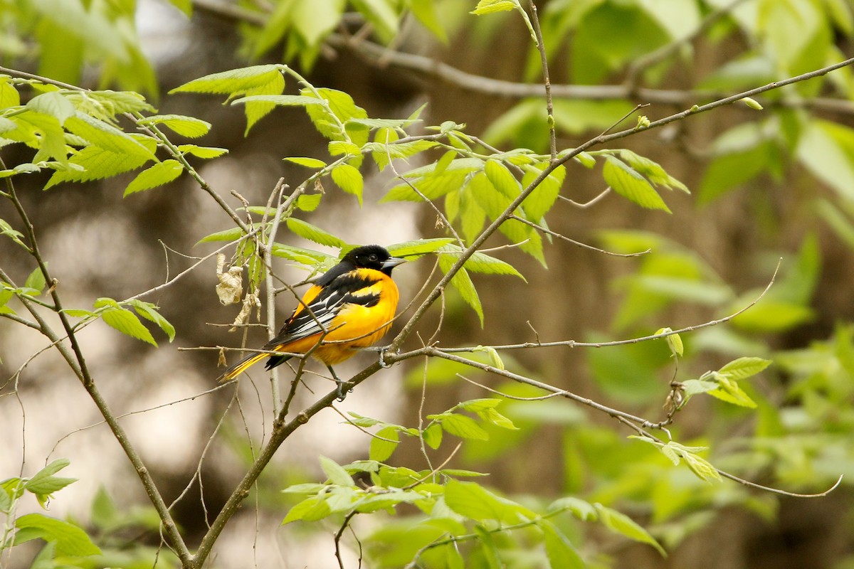 Baltimore Oriole - Kaleb Kroeker