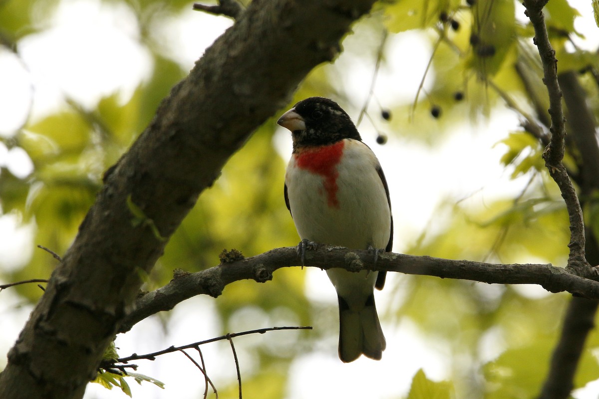 Rose-breasted Grosbeak - Kaleb Kroeker