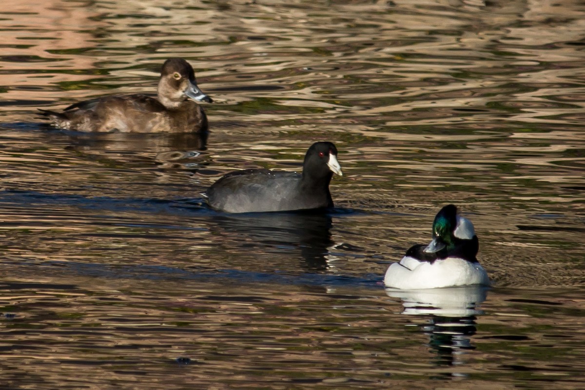 Ring-necked Duck - ML23351511