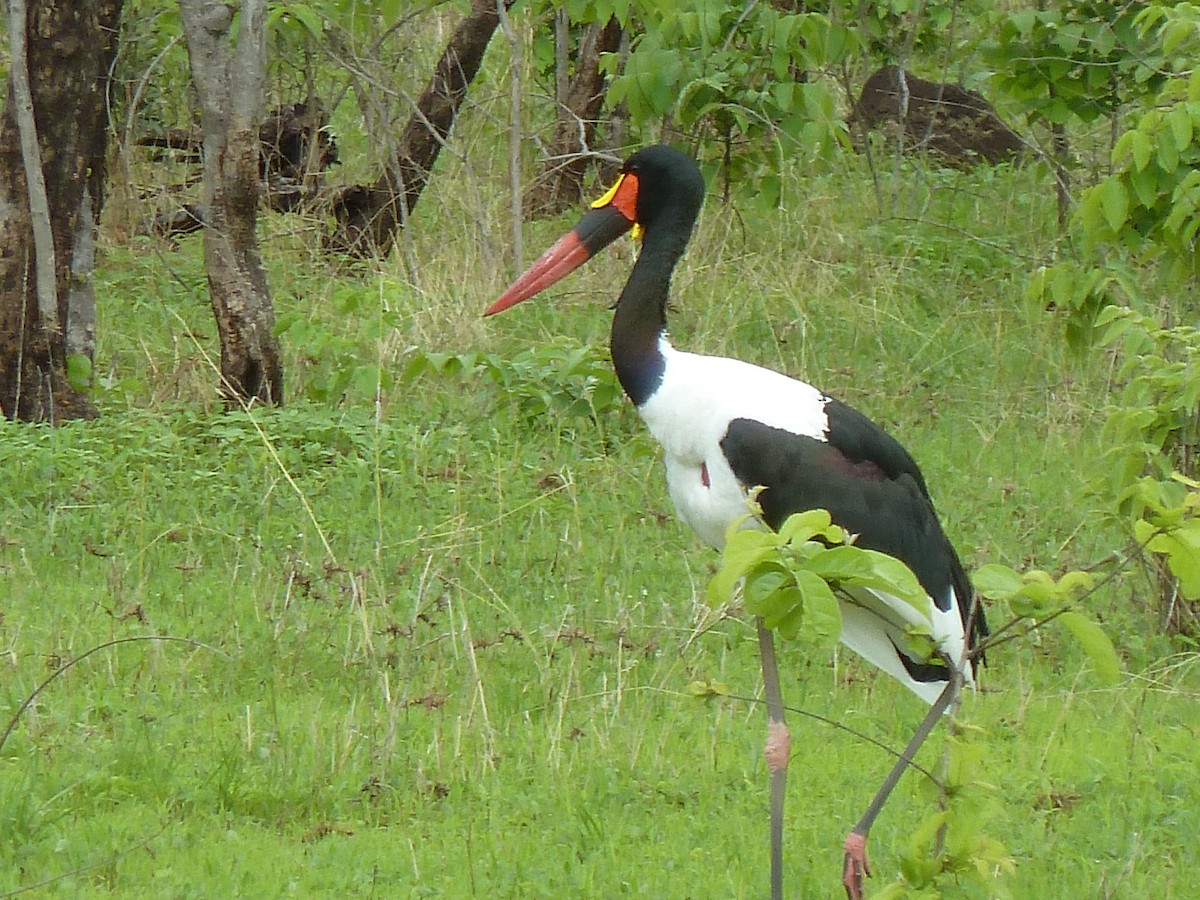 Jabiru d'Afrique - ML233515951