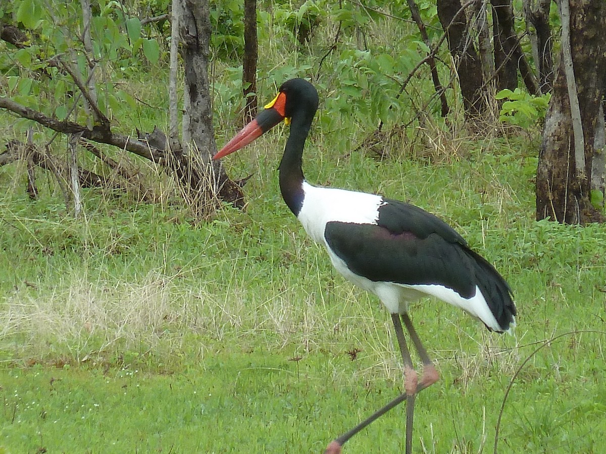 Jabiru d'Afrique - ML233515991