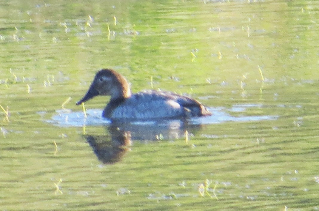 Canvasback - ML23351631