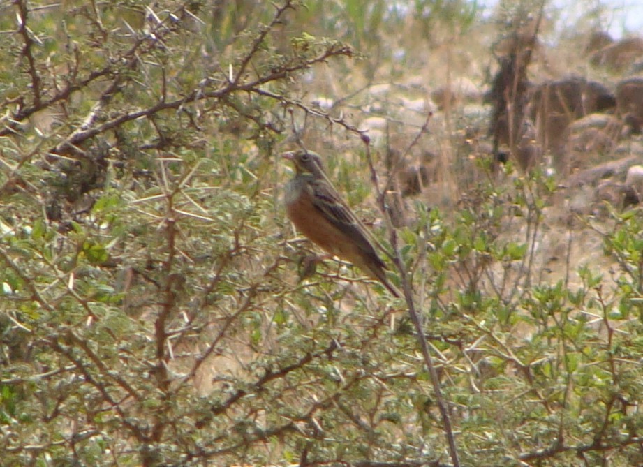 Ortolan Bunting - ML233517571