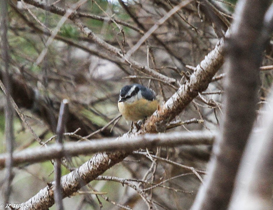 Red-breasted Nuthatch - ML233517641