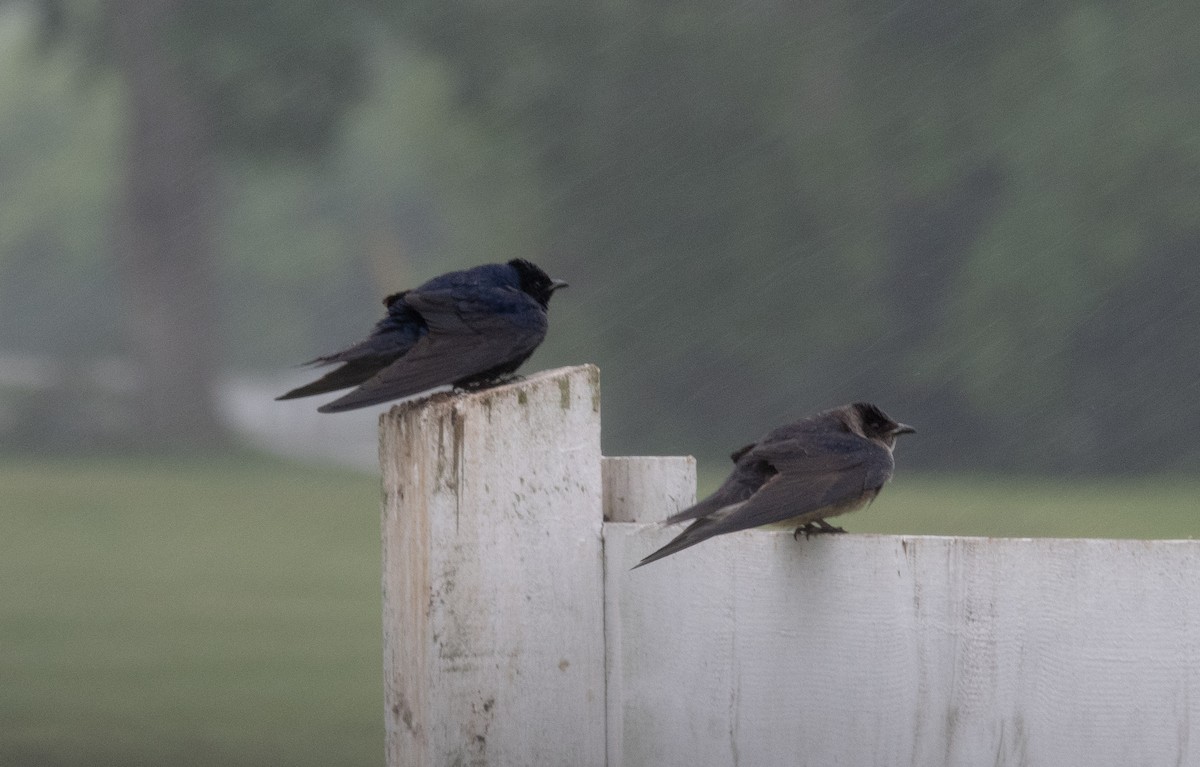 Purple Martin - ML233518171