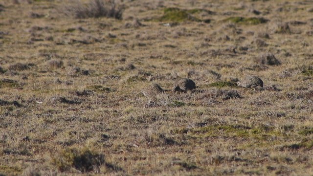 Patagonian Tinamou - ML233518571