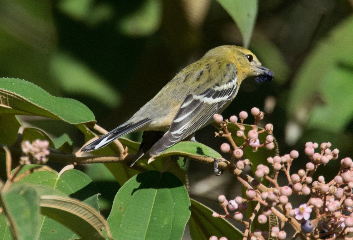 Bay-breasted Warbler - Sharyn Magee