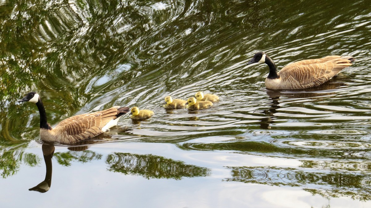 Canada Goose - ML233524811