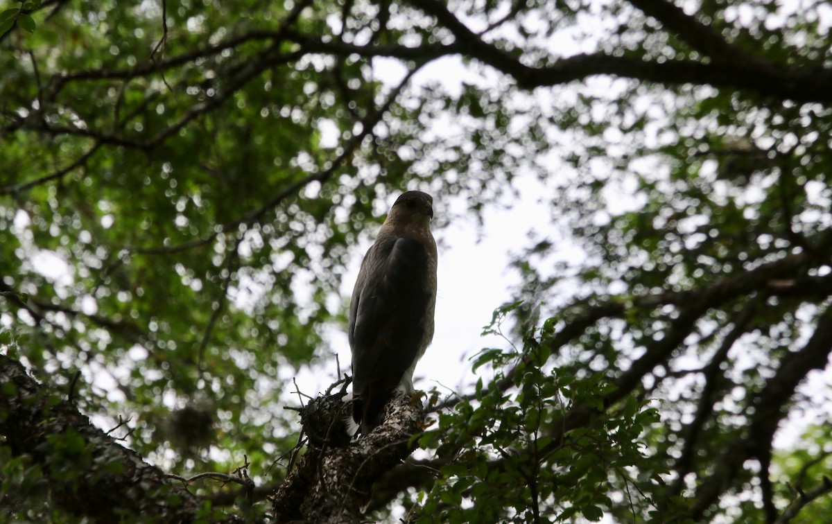 Cooper's Hawk - ML233525411